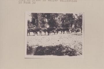 Spencer ox teams hauling out of Marysvale enroute to Pahreah