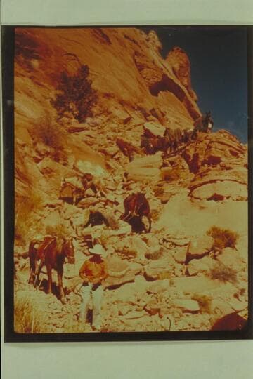 Down the trail into Navajo Canyon. Marston leads the first horse; Desloge, the second. Daly is coaxing the horse in the middle distance