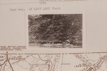 Swimming mules across the river at Lees Ferry