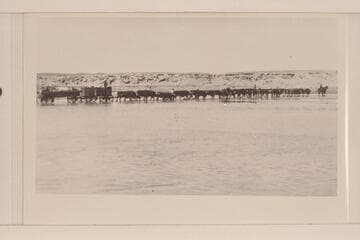 Spencer's ox teams hauling machinery across the Little Colorado