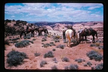 Stevens Canyon from top of Waterpocket fold