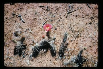 Cactus, Halls Creek near Baker's Ranch