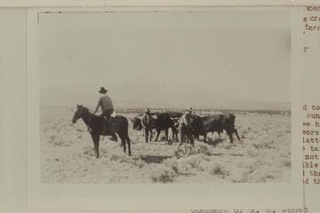 Yoking cattle on the road between Flagstaff and Lees Ferry