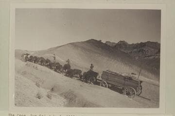 Bull teams bringing lumber to Lees Ferry--near Cedar Ridge Tanks. Between Tuba and the Ferry. Ten miles a day was about average with green cattle