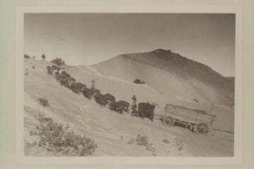 Bull teams bringing lumber to Lees Ferry. Near Cedar Ridge Tanks between Tuba and Ferry