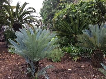 Encephalartos princeps