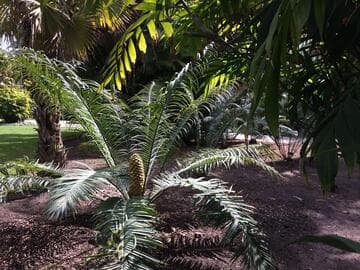 Encephalartos villosus