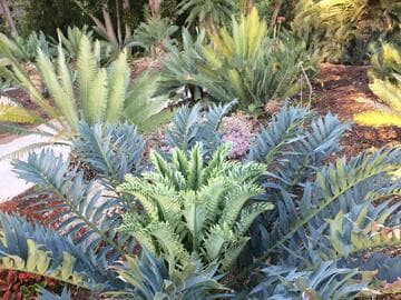 Encephalartos arenarius