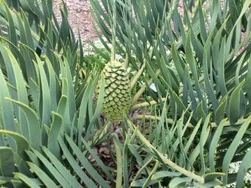 Encephalartos dolomiticus