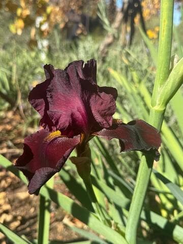 Iris 'Ida Red'