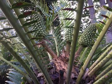 Encephalartos whitelockii