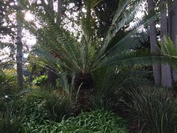 Encephalartos whitelockii