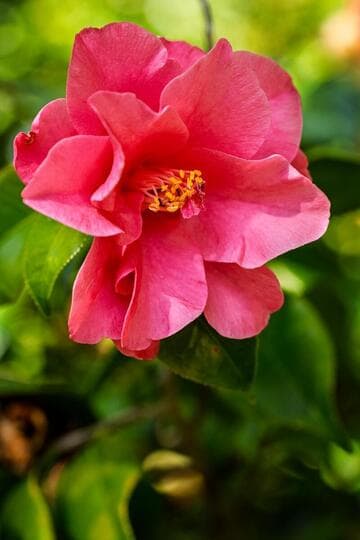 Camellia japonica 'Rudy's Magnoliaeflora'
