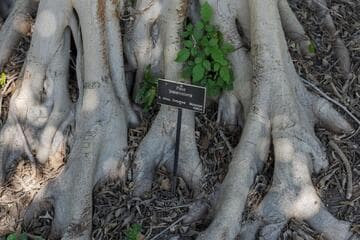 Ficus craterostoma