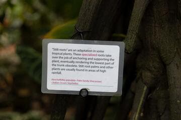 Verschaffeltia splendida