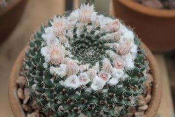 Mammillaria formosa