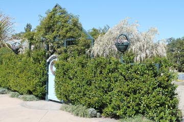 Wisteria sinensis 'Texas White'