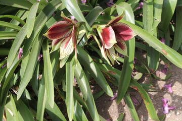 Hippeastrum papilio