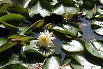Nymphaea