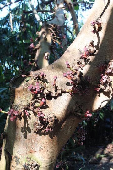 Ficus auriculata