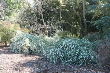 Spiraea cantoniensis
