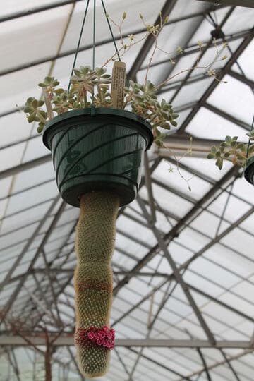 Graptopetalum paraguayense ssp. bernalense