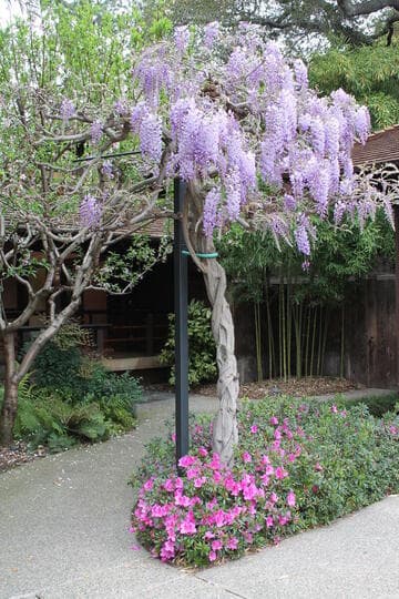 Wisteria sinensis