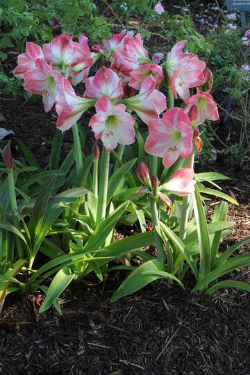 Hippeastrum 'Apple Blossom'