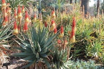 Aloe 'David Verity'