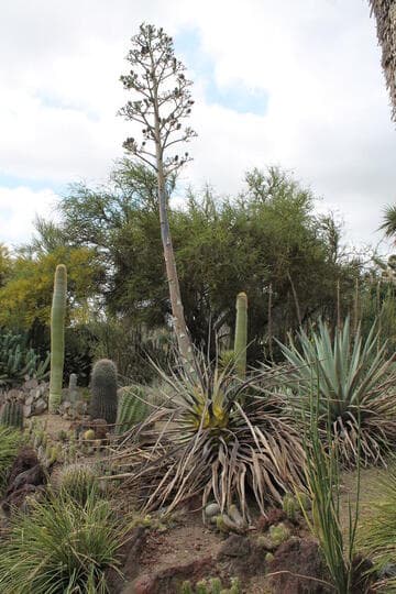 Agave tequilana 'Subtilis'