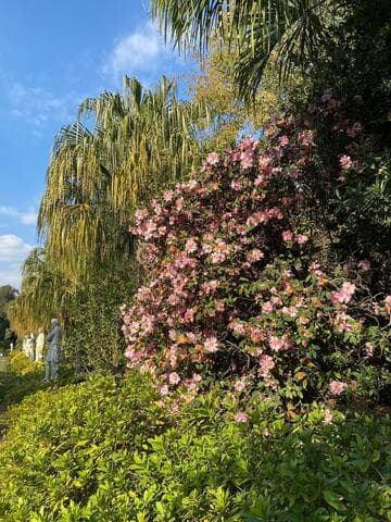 Camellia x williamsii 'Beverly L. Baylies'