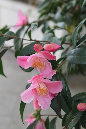 Camellia 'Minato-no-akebono' (Harbor at Dawn)