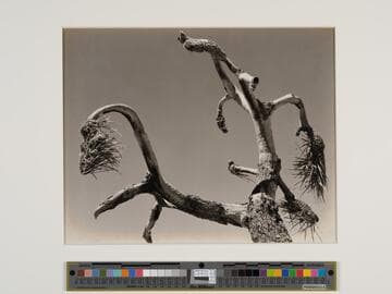 Joshua Tree, Mojave Desert