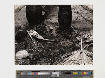 Palm Canyon Borego Desert