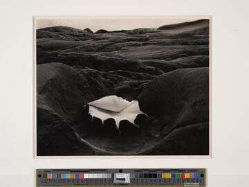 Shell and Rock - Arrangement