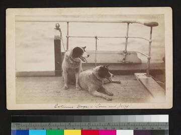 Eskimo dogs -- "Tom and Jerry"