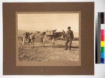 A gold prospector, Pete Dailey, and two burros loaded with equipment, Death Valley