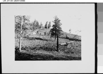 Band of elk on Venado Creek