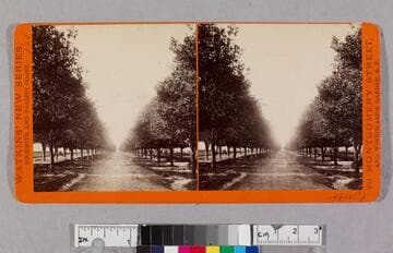 Avenue of orange trees, Sunny Slope