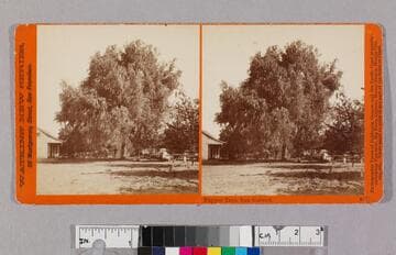 Pepper tree, San Gabriel