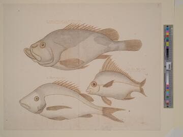 Three Studies of Fish