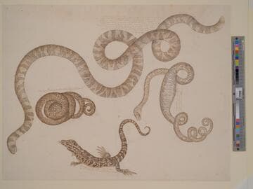 Four Studies of Reptiles