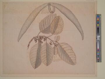 Study of Botanical Specimen