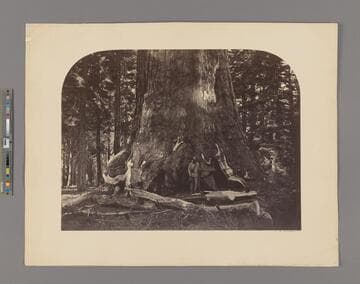 [Section of the Grizzly Giant, Mariposa Grove, Yosemite]