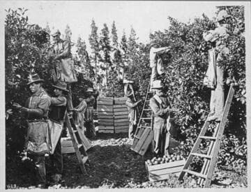 Pickers at north Pomona