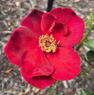 Rosa 'Oriental Charm'