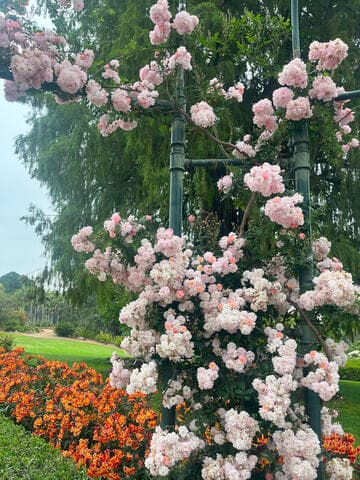 Rosa 'Perfume Breeze'