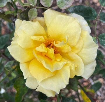 Rosa 'Mme. Marie Curie'
