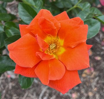 Rosa 'Spanish Sunset'