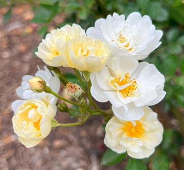 Rosa [Gourmet Popcorn] = 'WEOpop'